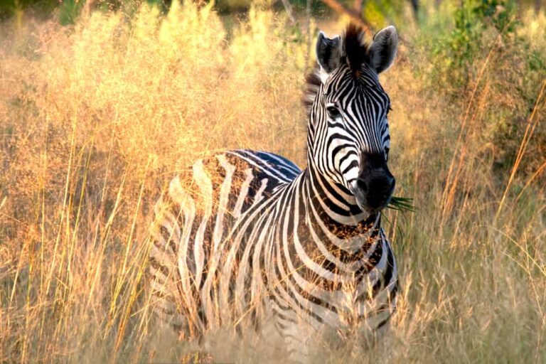 What I Learned From A Zebra - Tana Amen BSN RN